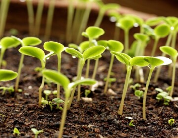 CFDs sobre commodities agrícolas. Como negociar?